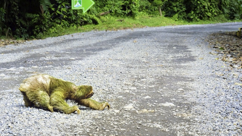 A three-toed sloth crawling across a gravel road in Costa Rica