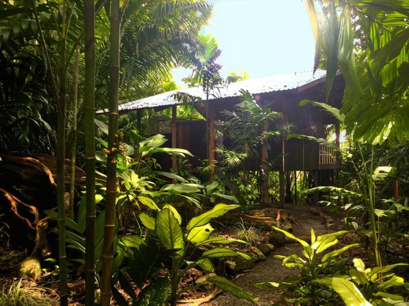 A wooden cabina among tropical plants in the rainforest garden at Ojo del Mar