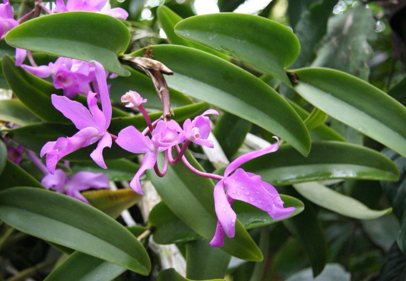 Purple guaria morada orchids, Costa Rica's national flower, among glossy green leaves