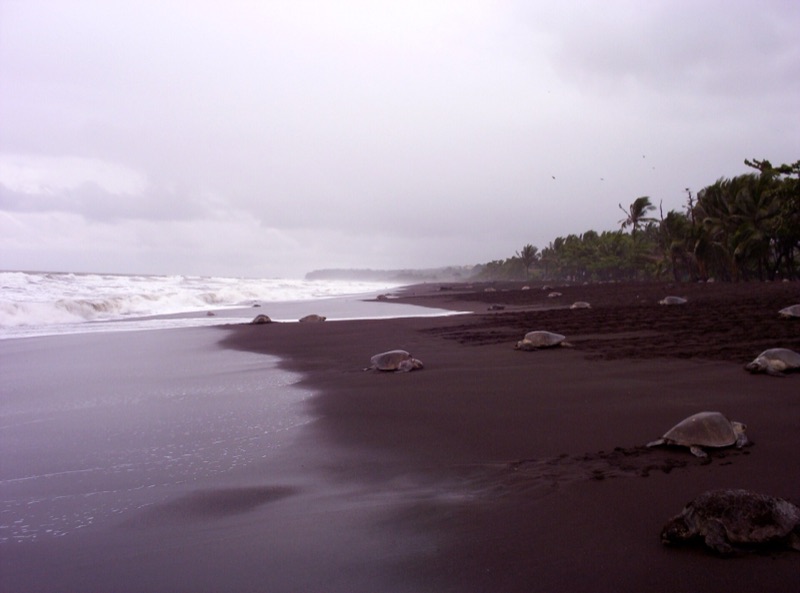 Olive ridley turtles coming ashore during an arribada at Ostional