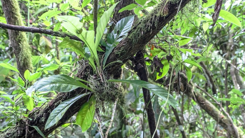 Rainforest in Limón province on the Caribbean slope